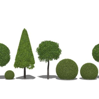 景观植物灌木造型植物灌木球