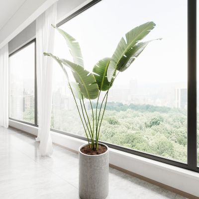 盆栽 盆景 植物 绿植 