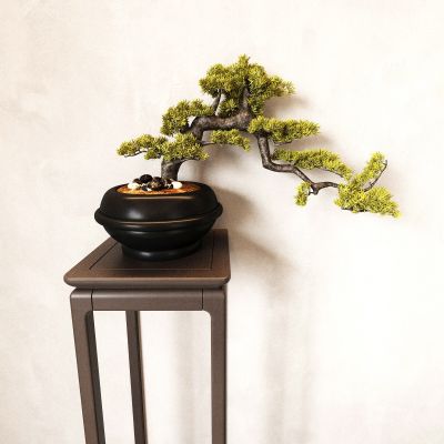 盆景 盆栽 植物 绿植 松树