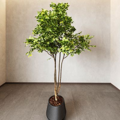 盆景 盆栽 植物 花盆 绿植