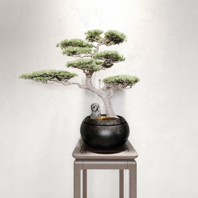 盆景 盆栽 花盆 植物 绿植 松树