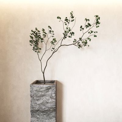 盆景 盆栽 植物 绿植  