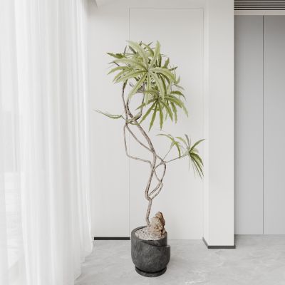 盆栽 花盆 植物 绿植 