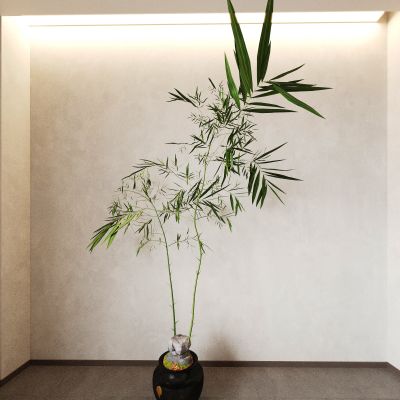 盆景 盆栽 植物 绿植