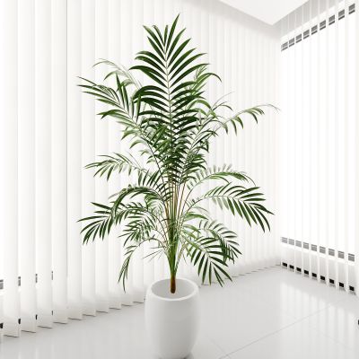 盆栽 盆景 植物 绿植 花盆