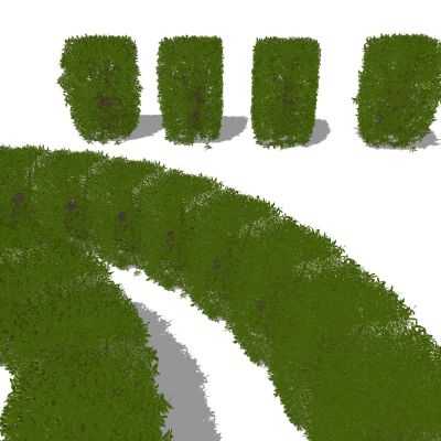 景观植物灌木造型植物绿篱灌木篱黄杨篱