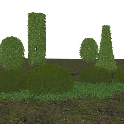 景观植物灌木造型植物灌木球黄杨球造型树