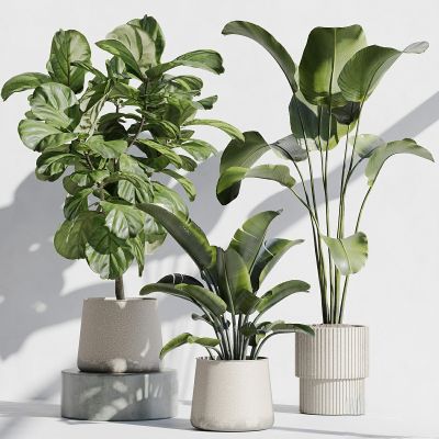 室内植物套装 67