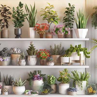 现代绿植盆栽组合