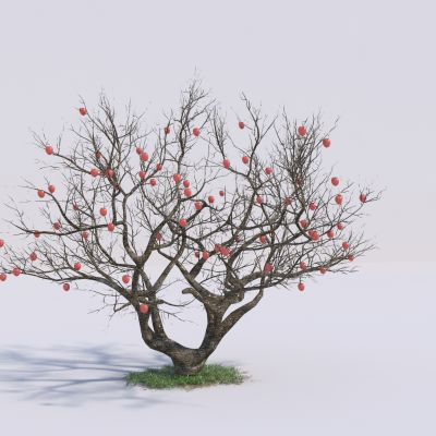 现代景观树_柿子树