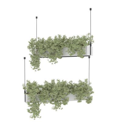 植物 绿植 吊篮 