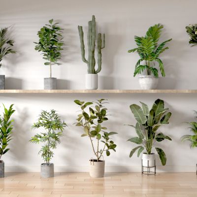 植物 绿植 盆栽 花盆 