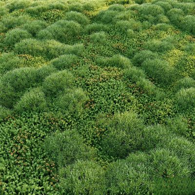 现代植物花草,地面绿植