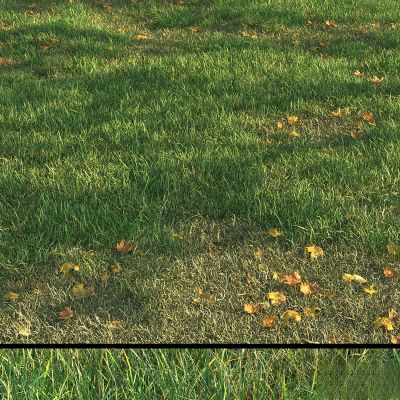 现代植物花草,地面绿植