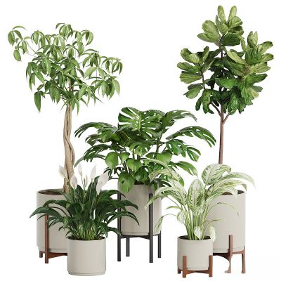 现代植物花草,植物盆栽