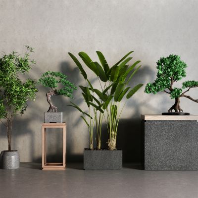 新中式盆栽 盆景