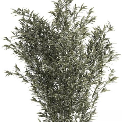 现代植物花草,植物盆栽