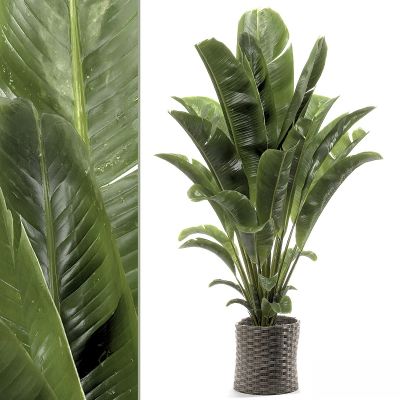 现代植物花草,植物盆栽