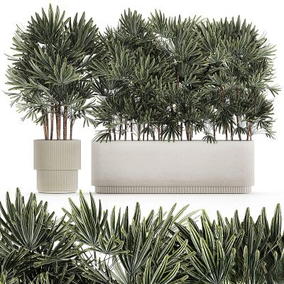 现代植物花草,植物盆栽