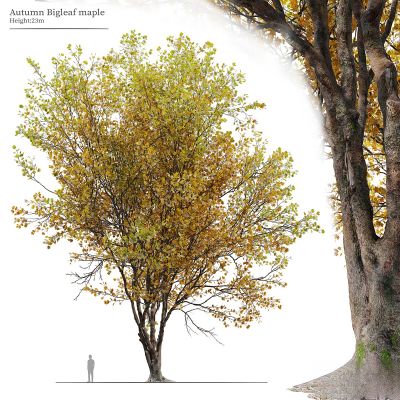 现代植物花草,树