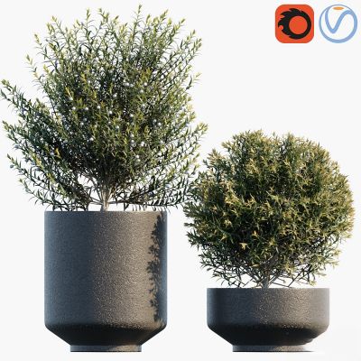 现代植物花草,植物盆栽