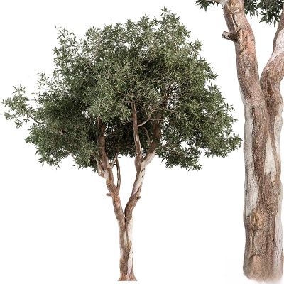 现代植物花草,树