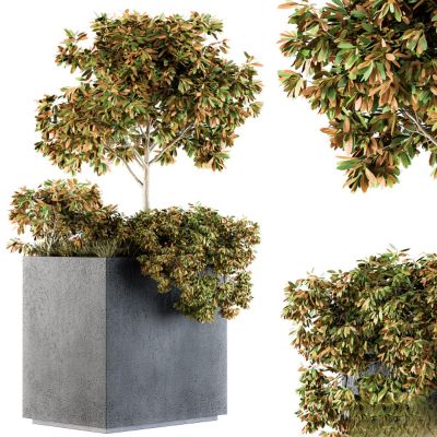 现代植物花草,植物盆栽