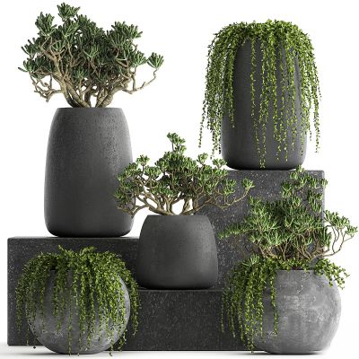 现代植物花草,植物盆栽