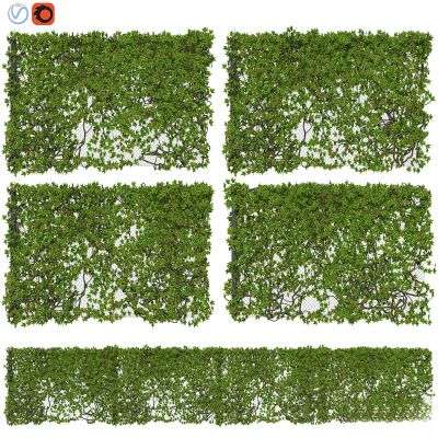 现代植物花草,藤蔓