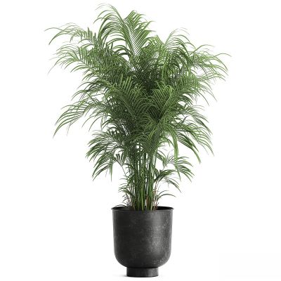 现代植物花草,植物盆栽