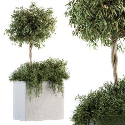 现代植物花草,植物盆栽