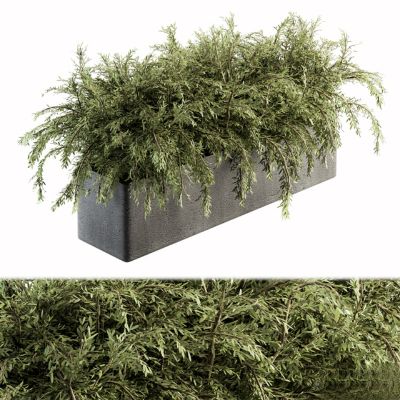 现代植物花草,植物盆栽