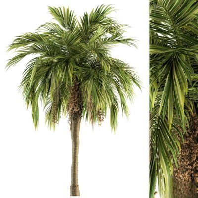 现代植物花草,树