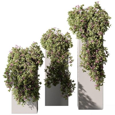 现代植物花草,藤蔓