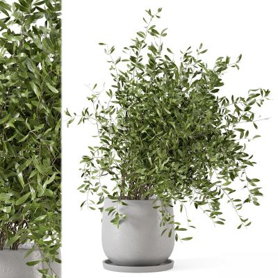 现代植物花草,植物盆栽