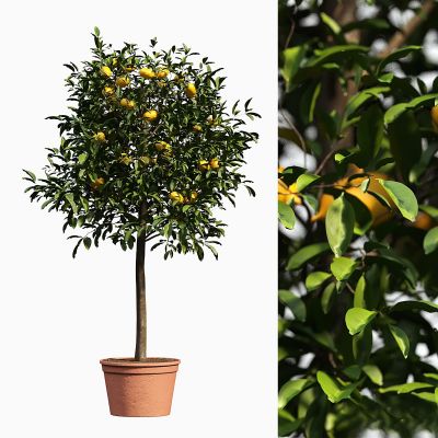 现代植物花草,植物盆栽