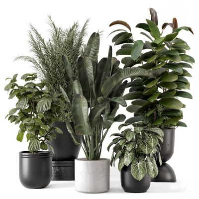 现代植物花草,植物盆栽