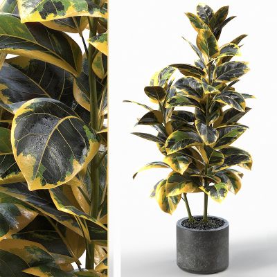 现代植物花草,植物盆栽