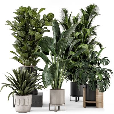 现代植物花草,植物盆栽