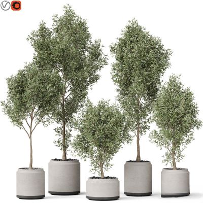 现代植物花草,植物盆栽