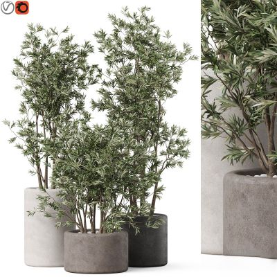 现代植物花草,植物盆栽