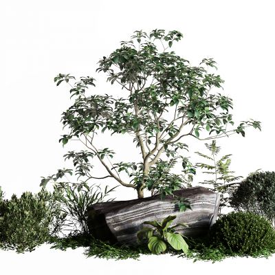 现代景观树 石头 灌木