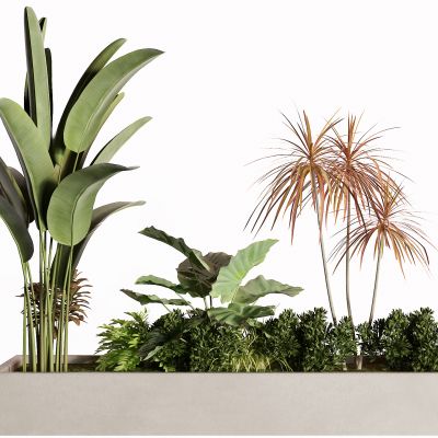 现代灌木 芭蕉