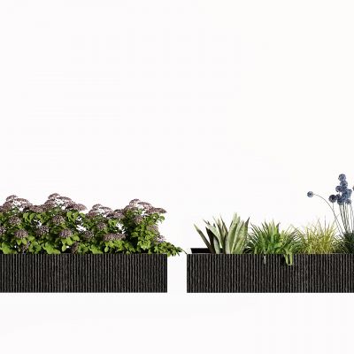 现代灌木 景观树