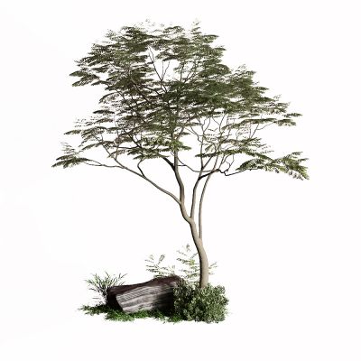 现代景观树 石头 灌木