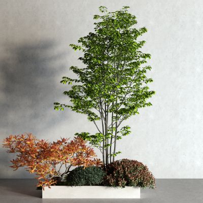 现代景观树 灌木