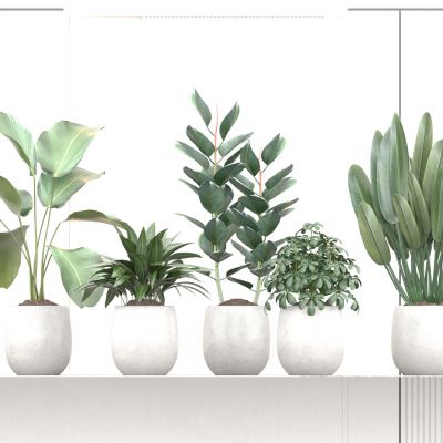 花瓶 花卉 盆栽 花盆 植物 绿植