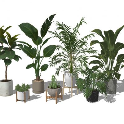 盆栽植物组合美人蕉芭蕉散尾葵阔叶榕仙人掌油皮树盆栽水泥盆栽热带植物