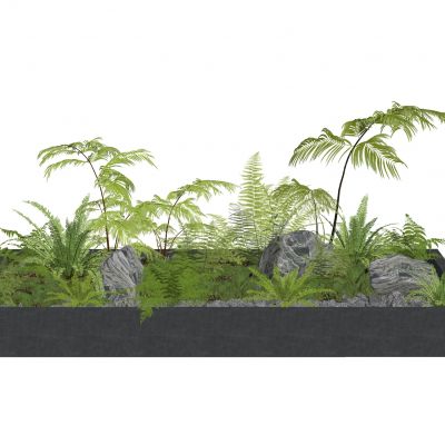 蕨类植物盆栽地被景观植物肾蕨苔藓盆景狐尾天门冬苹果蕨景石卵石