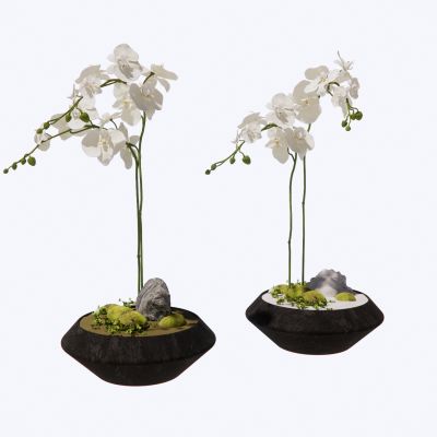新中式植物盆栽盆景室内摆件植物盆栽花卉蝴蝶兰盆景